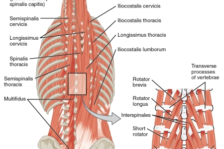 <BODY>Durch die Ausgleichsbewegungen eines Keilkissens wird die Rückenmuskulatur entlastet.</BODY>